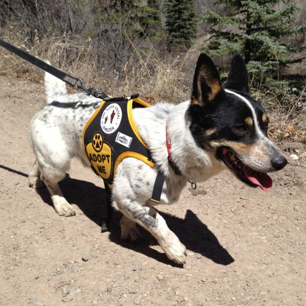 Small dog walking with Adopt Me on vest