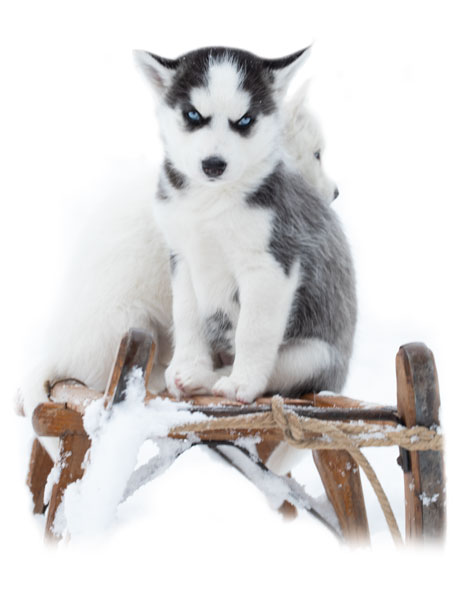 Husky puppy on chair in the snow