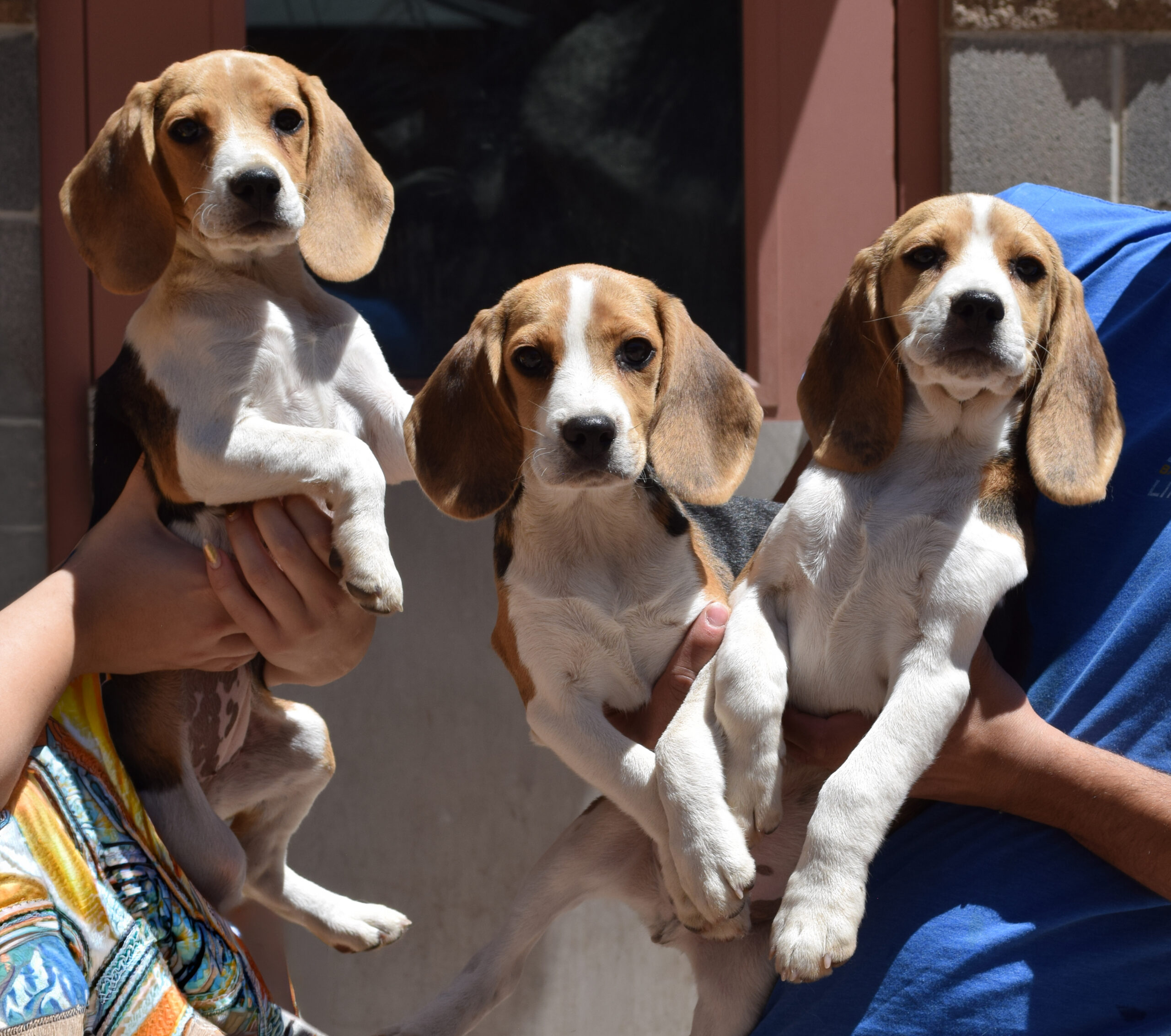DSC 0010 Beagle Pups